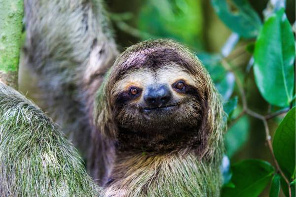 Animal bicho-preguiça agarrado em uma árvore.